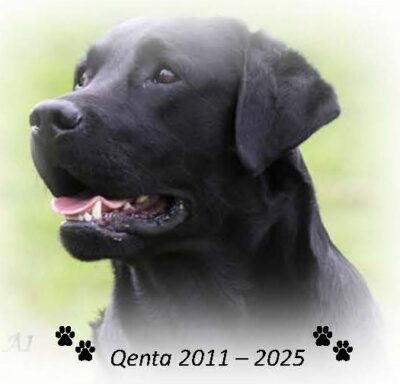 Qenta